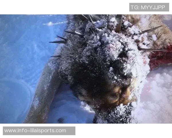 狼与山猫的生存斗争探秘野生动物的智慧与勇气对决